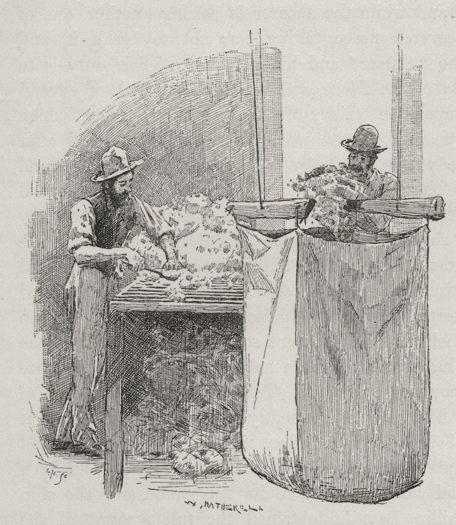 Sorting. Sheep farming. Australia 1890 old antique vintage print picture